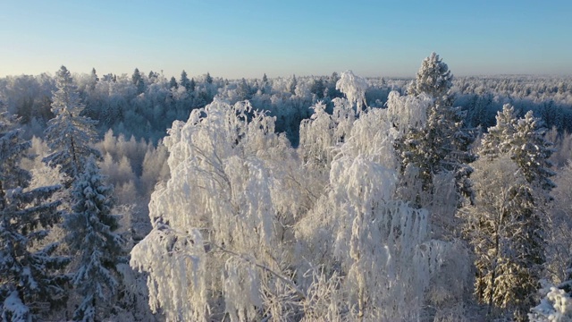 空中:在冰雪森林上空的冰冻树周围飞行视频素材