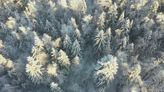 航拍:在积雪的冬季森林上空垂直飞行的照片视频素材