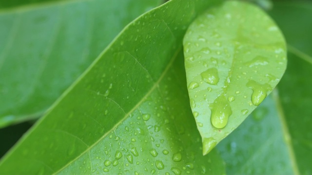 雨滴落在绿叶上视频素材