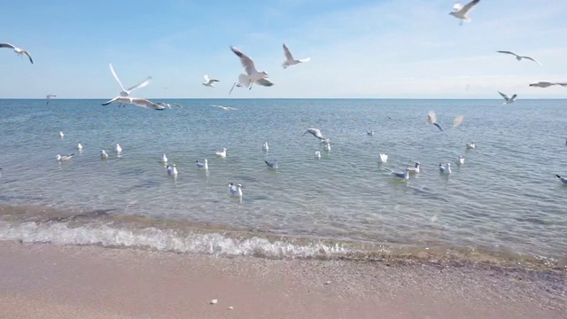 海滩上有一群海鸥，海鸥在海滩上飞过水面视频素材