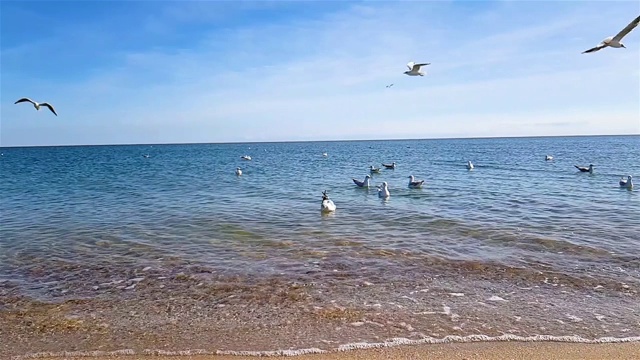 慢镜头里，海鸥在海滩上争夺食物，大海上的海鸥视频素材