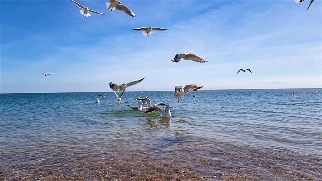 海滩上的一群海鸥。海鸥在海里飞翔，在海里游泳视频素材