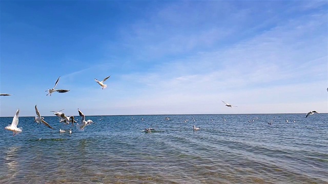 海滩上的一群海鸥。海鸥在海里飞翔，在海里游泳视频素材