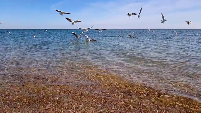 海滩上的一群海鸥。海鸥在海里飞翔，在海里游泳视频素材