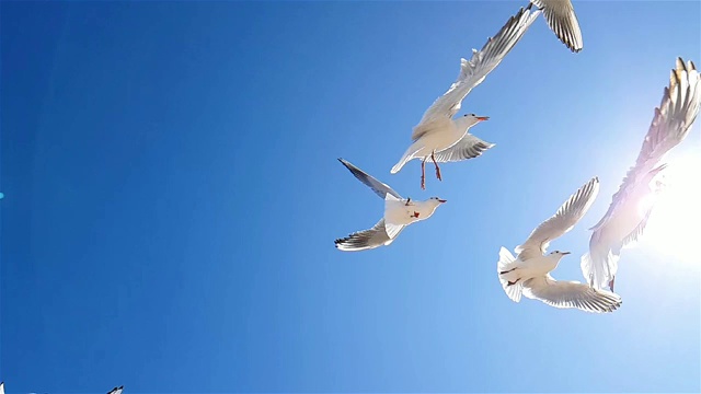 在好天气里，海鸥在头顶飞过。慢镜头，天空背景上较大的白色海鸥视频素材