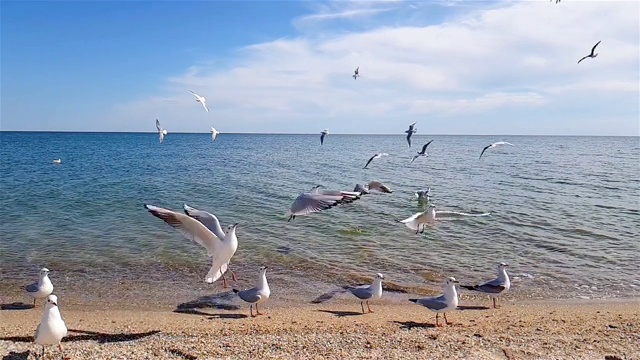 沙滩上的海鸥，沙滩上的一群海鸥视频素材