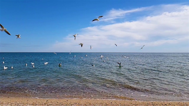 海鸥在海岸上空飞翔视频素材