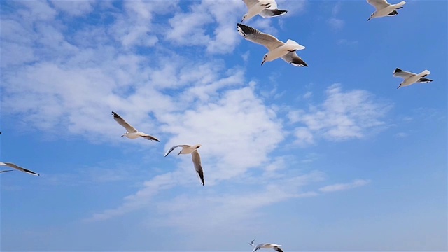 一群海鸥迎着风飞翔，天空在后面。视频素材