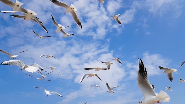 一群海鸥迎着风飞翔，天空在后面。视频素材