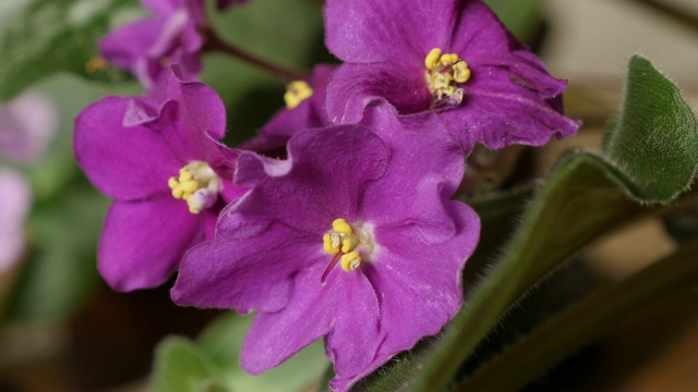 Deep pink Saintpaulia ionantha plant bud and leaves特写4K 2160p 30fps超高清倾斜镜头- Beautiful Saintpaulia African tiny flower 3840X2160超高清倾斜视频视频素材