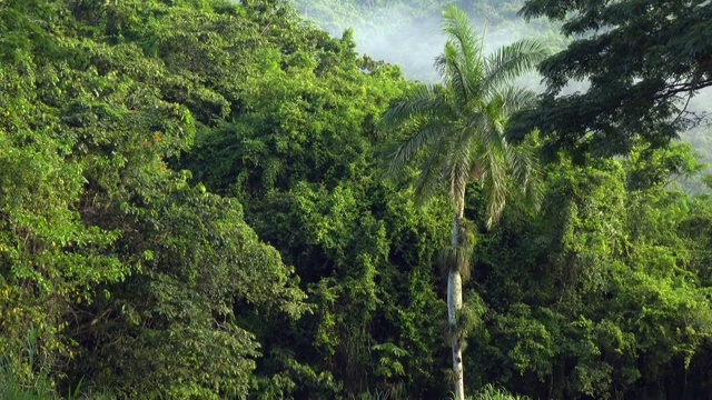 El Nicho，古巴:这个加勒比海岛国的乡村美景视频素材