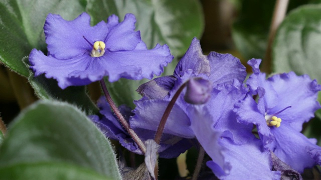 美丽的紫色植物saint tpaulia ionantha花蕾和叶子3840X2160超高清慢速倾斜视频视频素材