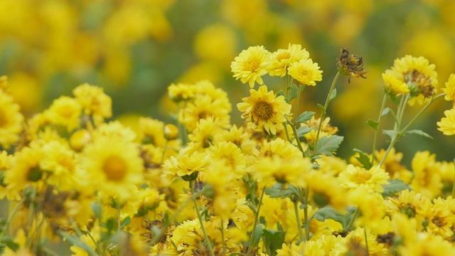 花园里有黄色的菊花。视频素材