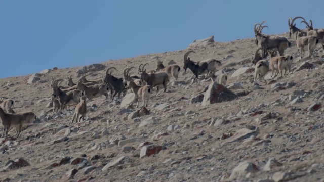 一群喜马拉雅野山羊和蓝羊视频素材