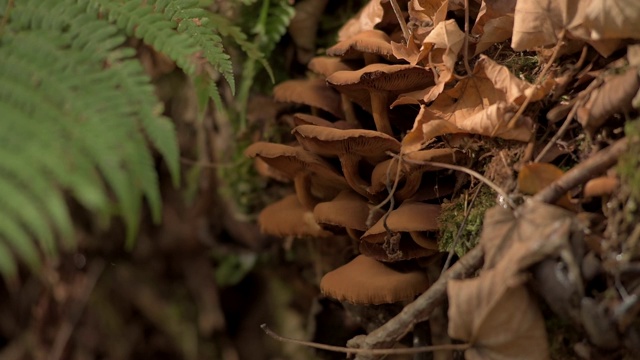 森林里的蘑菇和蕨类植物视频素材