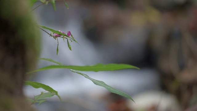 小粉红的花和叶子在瀑布前视频下载