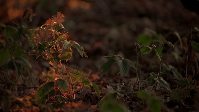 地上的小植物在夕阳的橙色光中视频下载