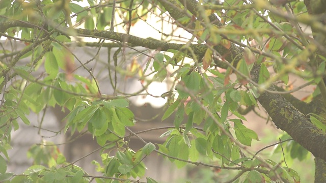 樱桃树在秋天落叶视频下载