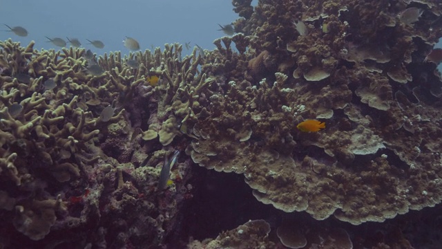 水下观看珊瑚礁，游泳鱼和潜水员在海水视频素材