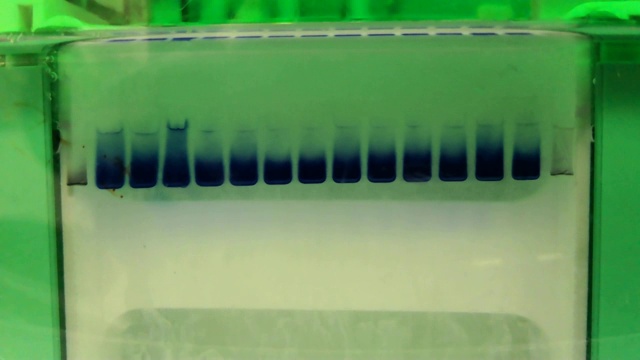 电泳实验。分离大分子的科学技术。视频素材