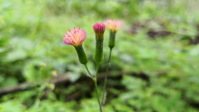 公园里粉红色的小花和浅绿色的草。蓟。视频素材