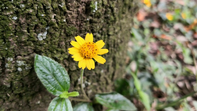 野生的黄色花，背景是一棵老树干和苔藓和落叶视频素材