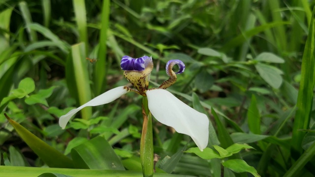 蜜蜂飞过一朵行走的鸢尾花，并栖息在上面进行授粉视频素材