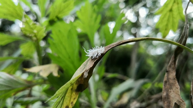 胡桃绒虫，胡桃绒虫。白色caterpillar-like动物。视频下载