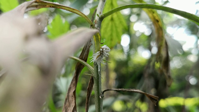 白胡桃绵虫。胡桃木白蛉幼虫。视频素材