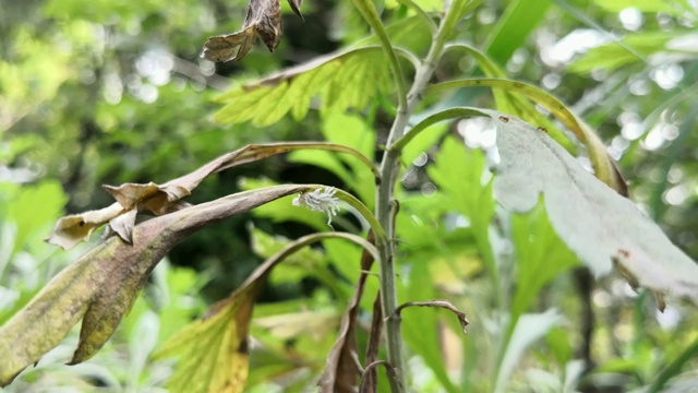 白胡桃绵虫。昆虫在苦艾酒植物的树枝下行走。视频素材