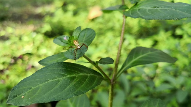 野生植物绿叶上的棕色球形织蜘蛛视频下载