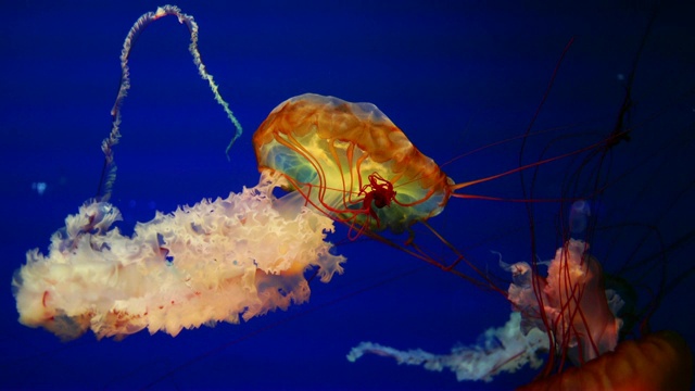 4K月亮水母水族馆视频素材