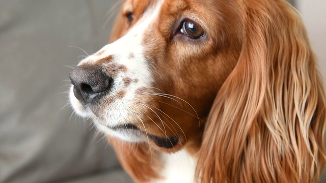 可爱的可卡犬宠物在家里视频素材