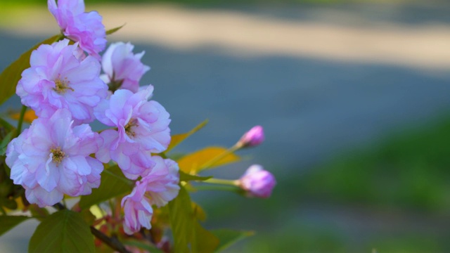 一束樱花视频素材