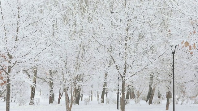 被白雪覆盖的城市公园视频素材