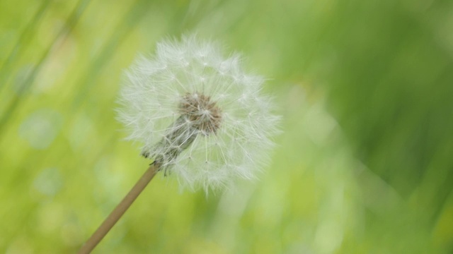 慢镜头蒲公英花在野外自然背景1080p高清镜头-孤独的蒲公英花蕾在绿草慢镜头1920X1080全高清视频视频素材