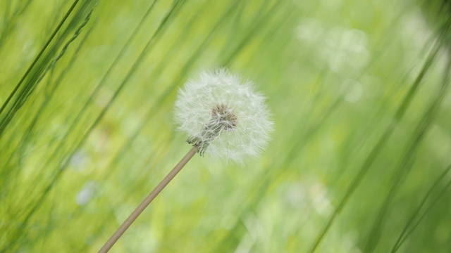 慢镜头白色蒲公英花在田野的绿色自然背景1080p高清镜头-孤独的蒲公英花蕾在绿草慢镜头1920X1080全高清视频视频素材