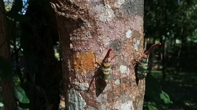 树上的臭虫视频素材