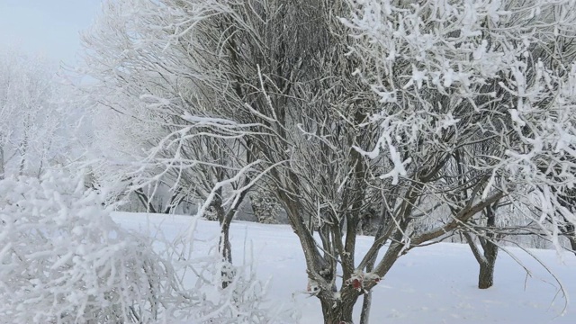 被白雪覆盖的城市公园视频素材