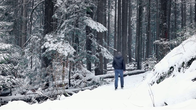 人走在下雪的森林里视频素材