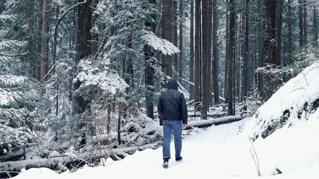 大雪中，一个人走在穿过树林的小路上视频素材