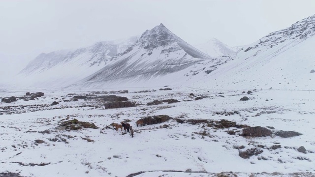 野马站在遥远的冰雪覆盖的景观，冰岛视频素材