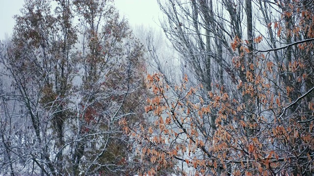 大雪落在公园的树干上视频素材