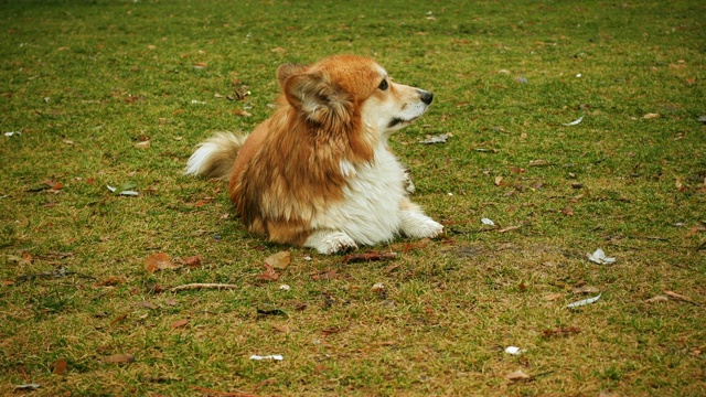 有趣的威尔士柯基犬在户外散步视频素材