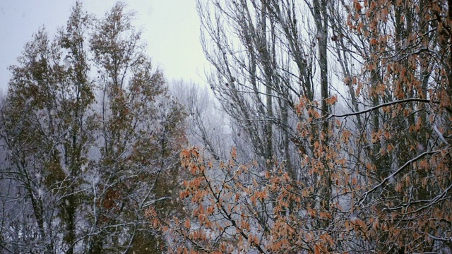 大雪落在公园的树干上视频素材