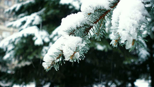 雪花落在冷杉树枝上视频素材