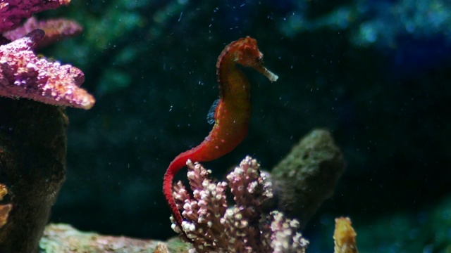 水族馆里有海马、鱼缸装饰。视频素材