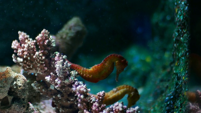 水族馆里有海马、鱼缸装饰。视频素材