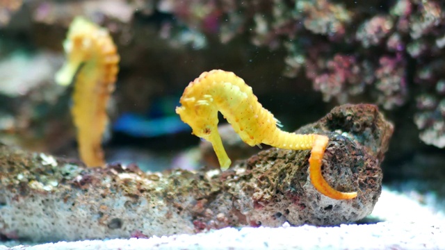 水族馆里有海马、鱼缸装饰。视频素材