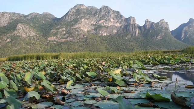 湿地中石灰岩山的荷花视频素材